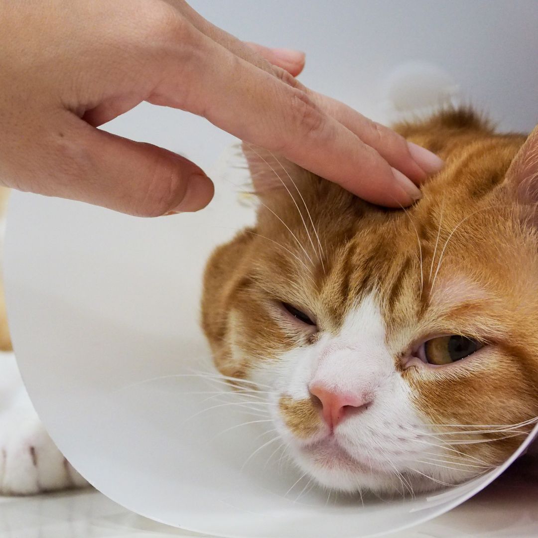 ¡Emergencia! ¿Qué hacer si tu gato se traga una aguja? Guía completa paso a paso