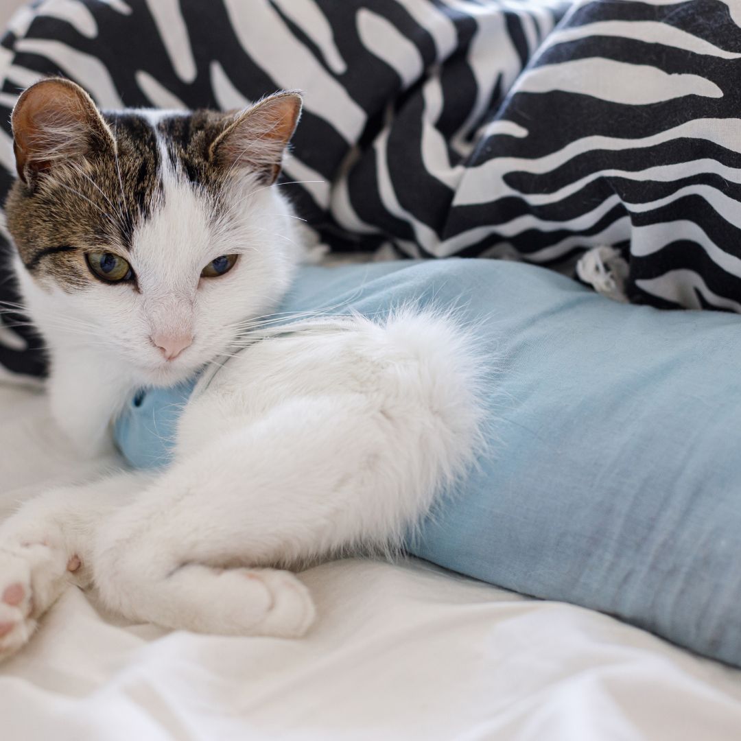 Castración de Gatas: Guía Completa con Cuidados Antes y Después del Procedimiento​