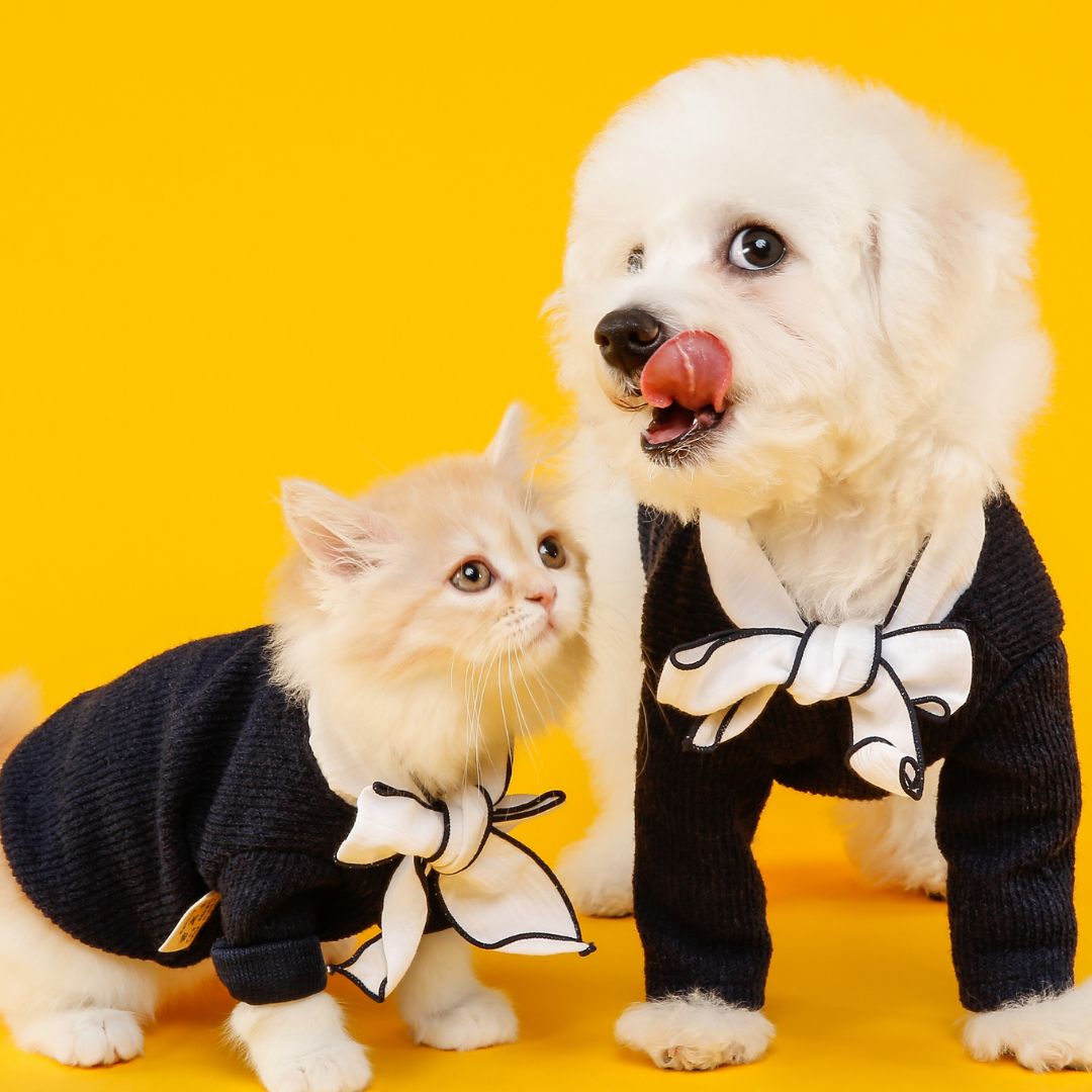 ¿Conviene ponerle ropa a un perro o a un gato en invierno? Te lo contamos todo